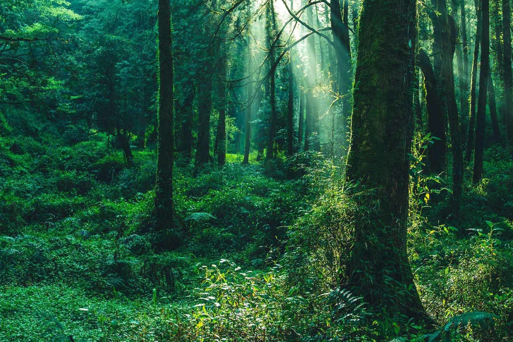 developpement-durable-moduland-reforestaction